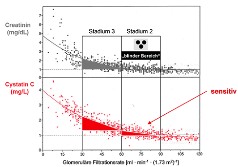 Anstieg von Creatinin und Cystatin C bei Niereninsuffizienz Stadium 2 und 3. Modifiziert nach Meeusen & Lieske. Looking for a better creatinine. Clin Chem 2014, 60:1036-39